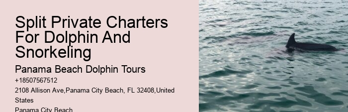 Panama City Beach dolphin exploration tours