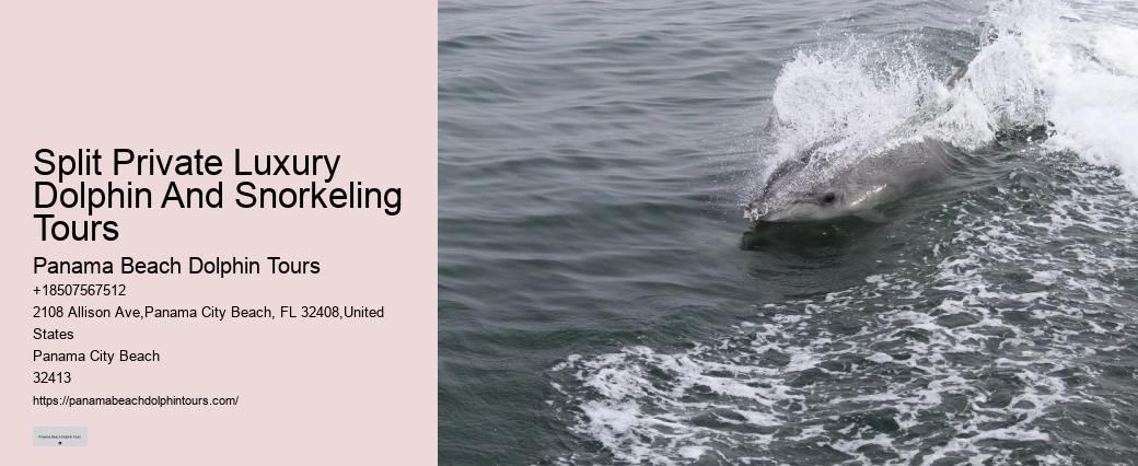 Charter Dolphin And Snorkeling Tours