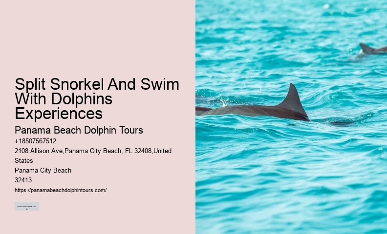 2 Hours Private Dolphin And Snorkeling Tours