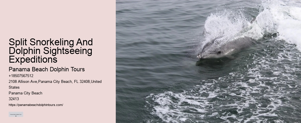 Tours to see dolphins in Panama City Beach