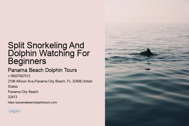 Best Place To See Dolphins In Florida