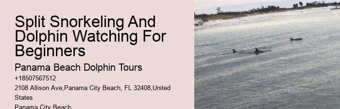 Custom Dolphin Encounter and Snorkeling Adventures