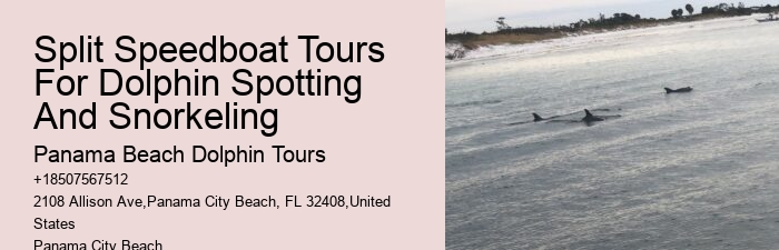 PCB Dolphin Discovery Voyages