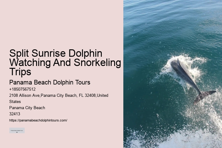 Split Luxury Snorkeling And Dolphin Charters