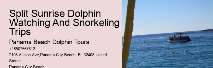 Elite Dolphin Expedition and Snorkeling Tours