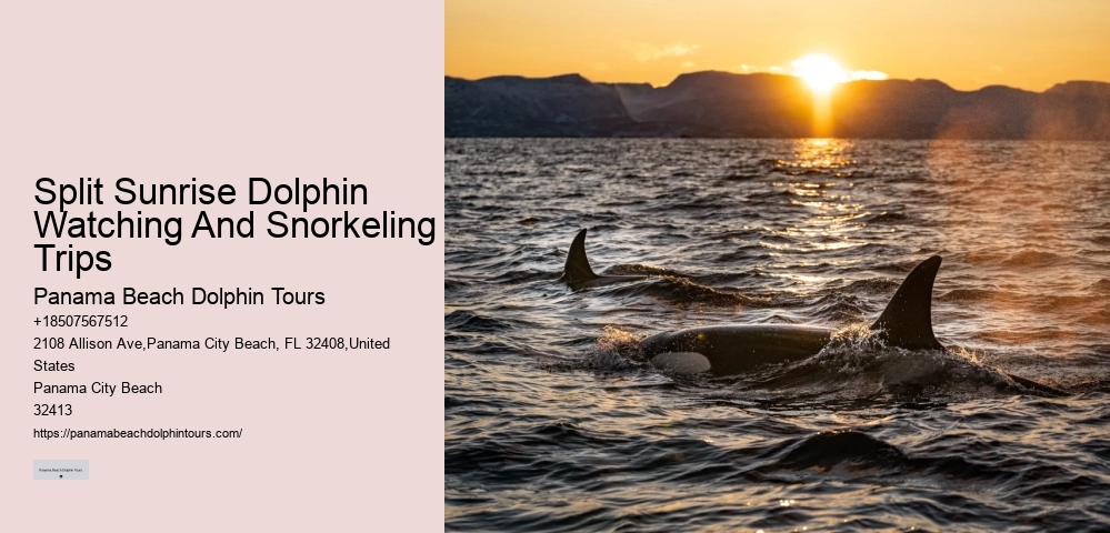 Baby Dolphin Facts