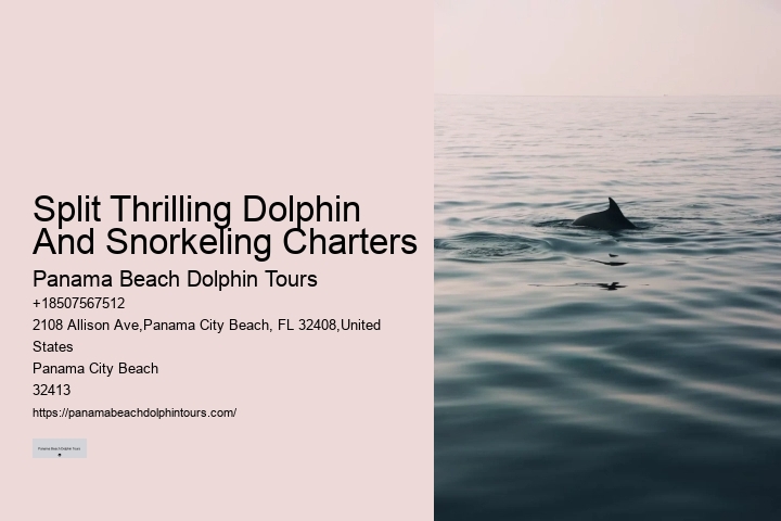 Swimming With Dolphins