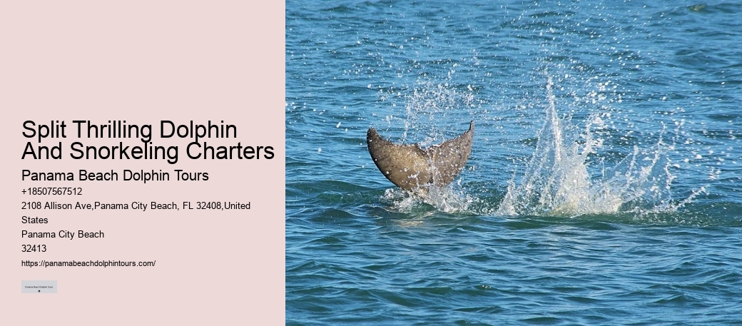 Dolphin Spotting Tours Combined With Snorkeling In Split