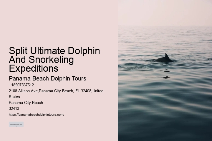 Personal Dolphin Watching with Snorkeling