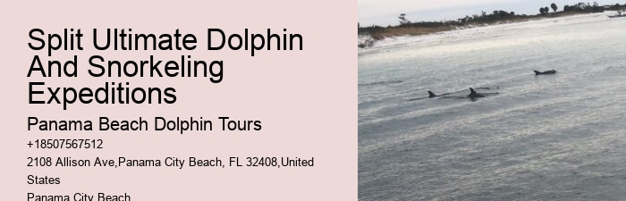 Dolphin Tours Redington Beach Fl