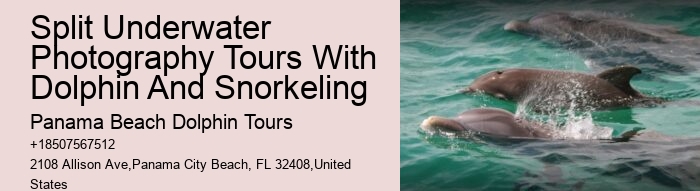 Private Dolphin Tours Destin Fl