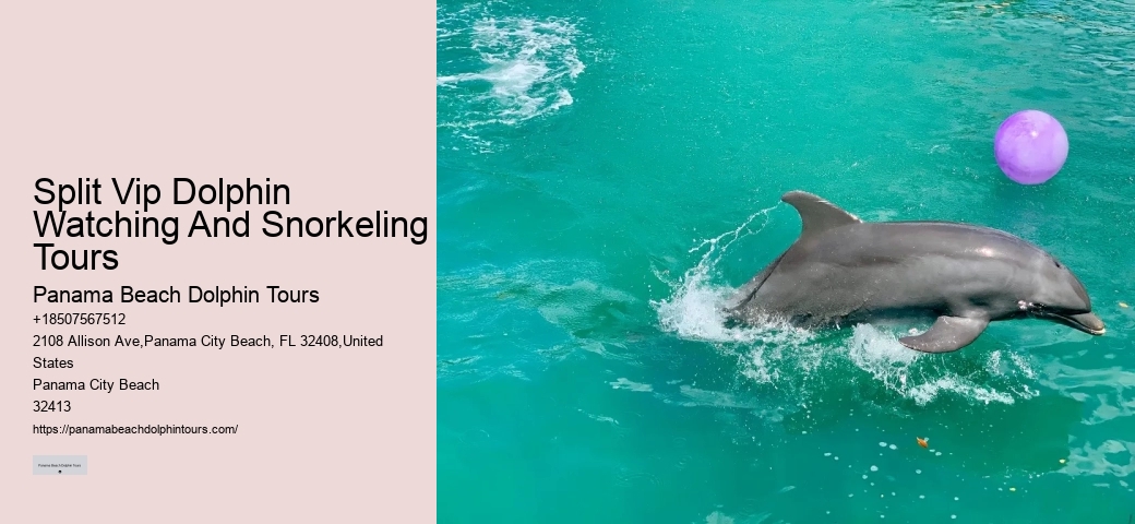 Swim-with-the-dolphins Attractions