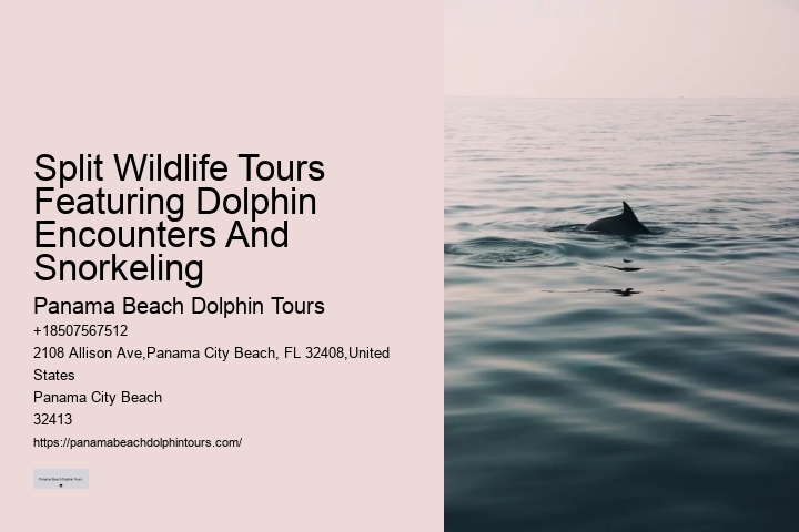 Charter Dolphin