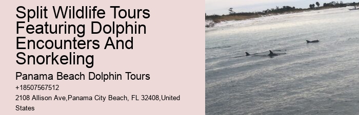 PCB Dolphin Sightseeing Tours