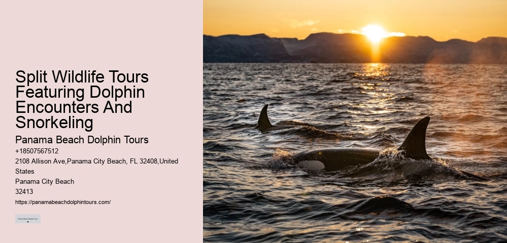 Intimate Dolphin Swim and Snorkeling