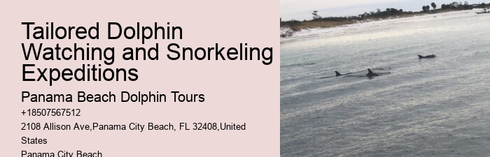 Secluded Dolphin Encounter with Snorkeling