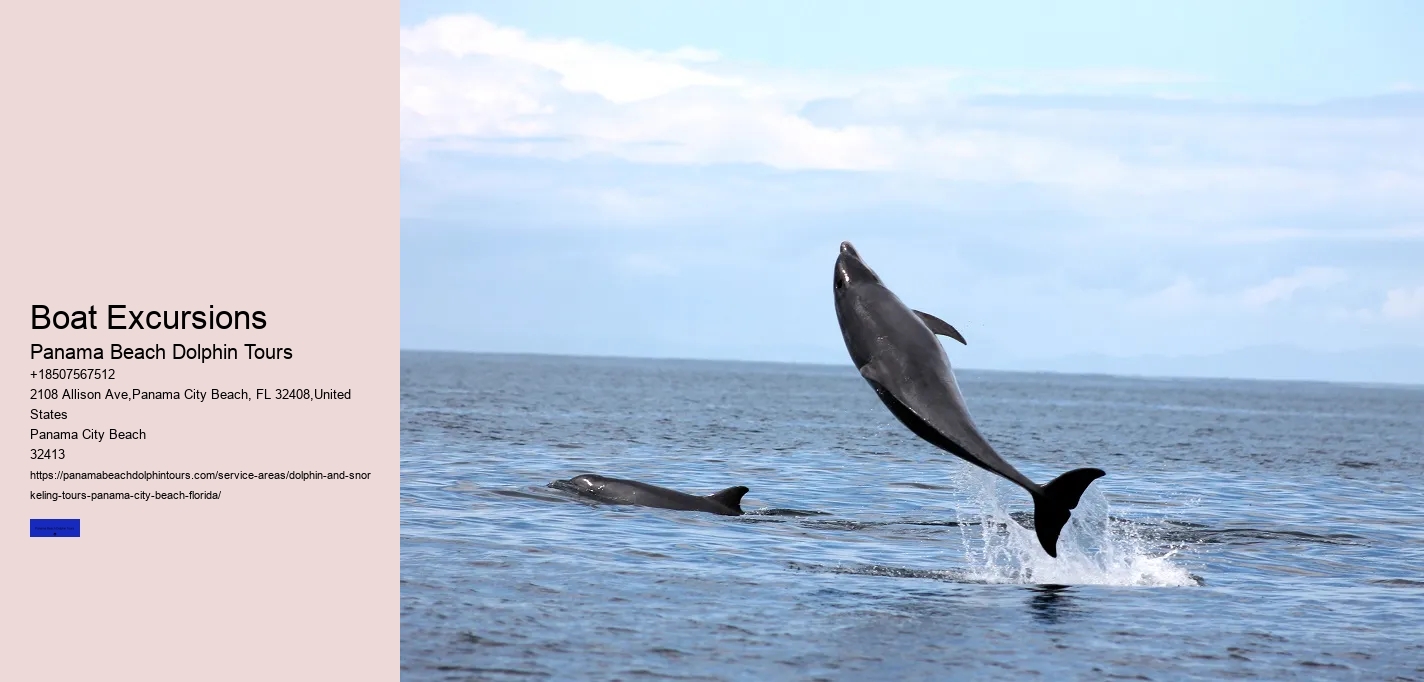 Can I Swim With Dolphins In Panama City