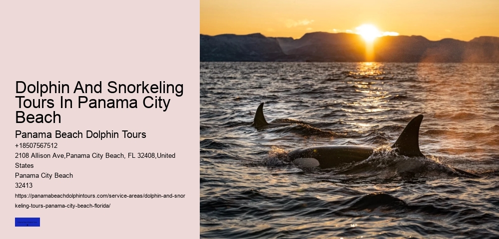 Is It Ethical To Swim With Dolphins