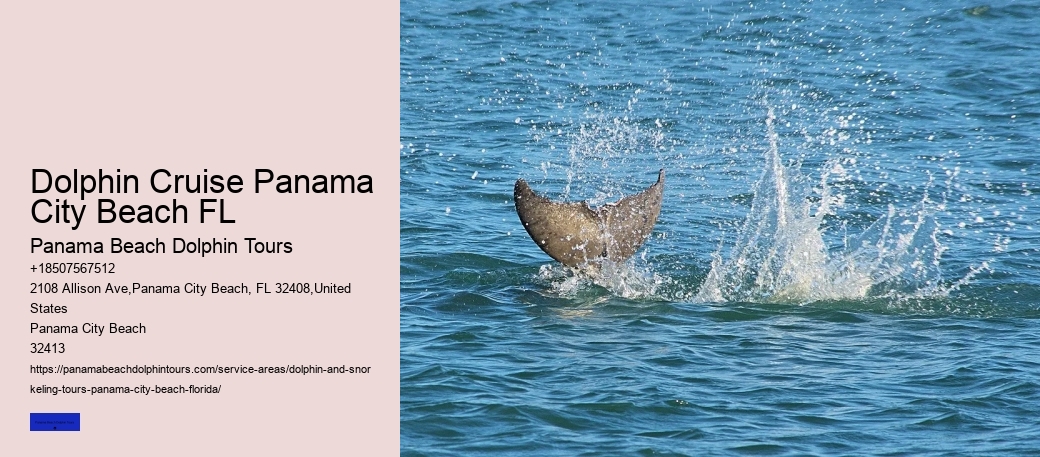 Panama City Beach Dolphin Boat Tour