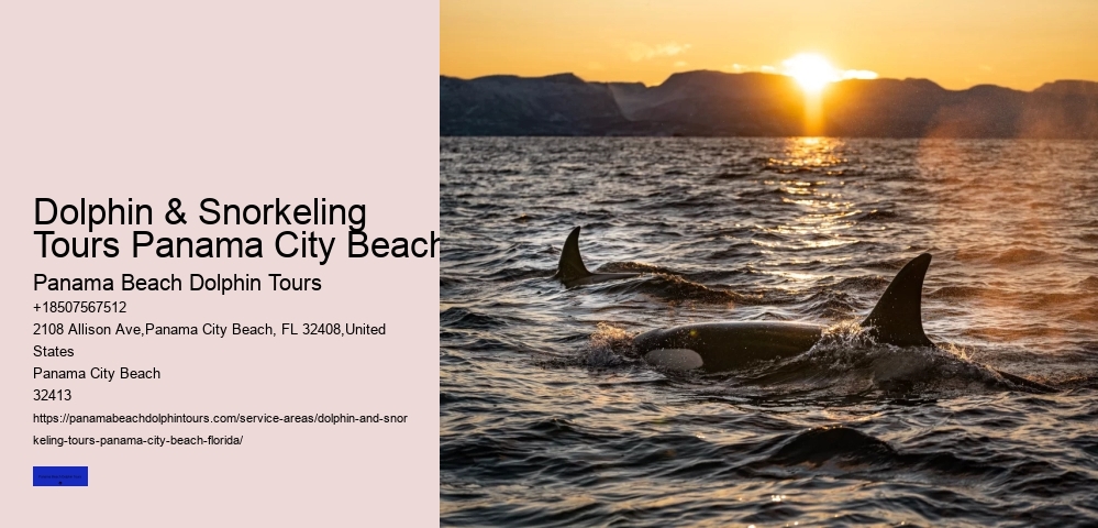 Which Beach Is Best For Dolphin