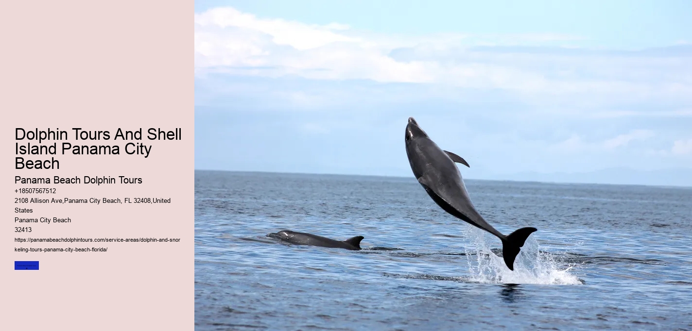 What Month Are Dolphins Most Active In Florida