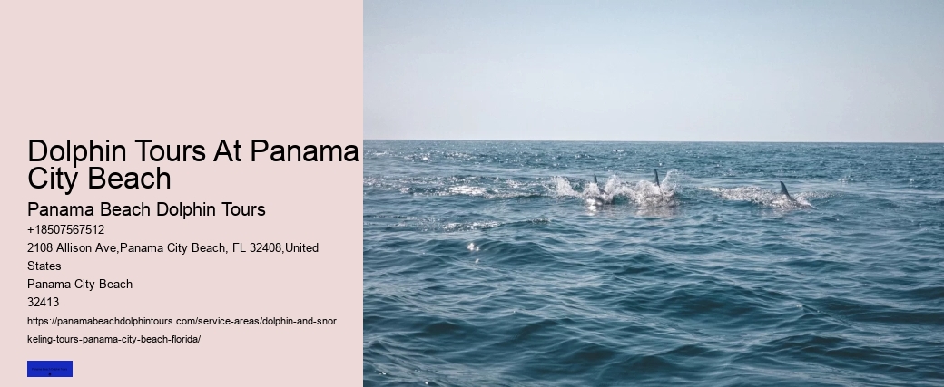 Where Is The Best Place For Dolphin Watching