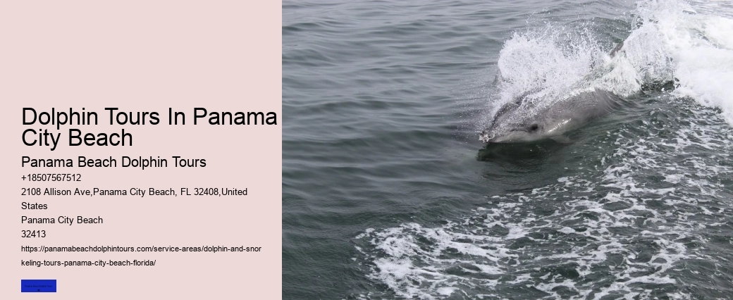 What Not To Do Around Dolphins