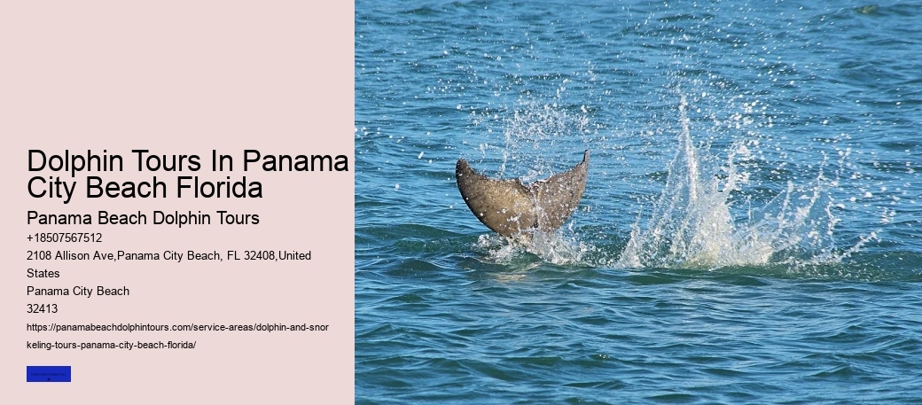 Dolphin & Whale Watching In Panama City Beach