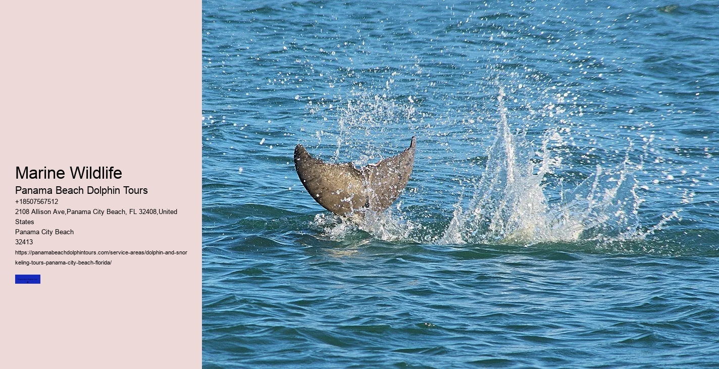 What Is The Best Time To See Dolphins From The Beach