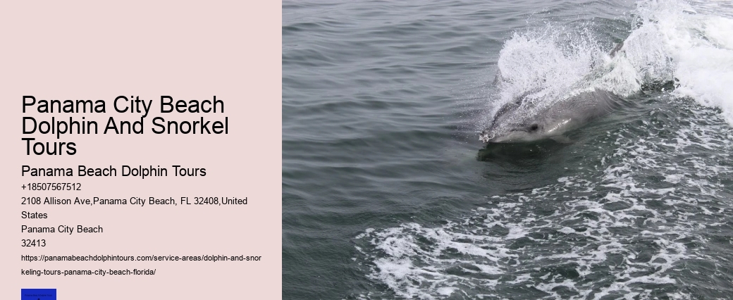 Beach Dolphin