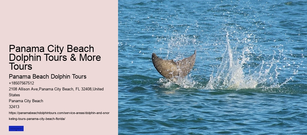 Swimming With Dolphins