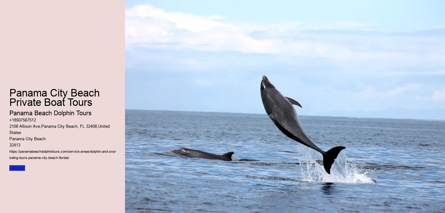 Dolphins In