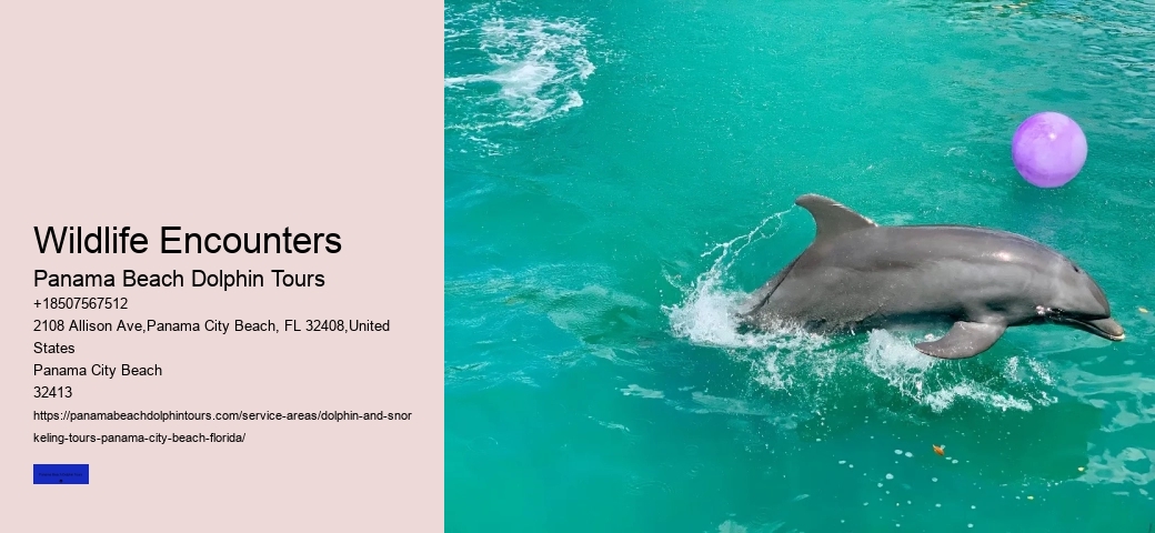 Do Dolphins Like To Swim With You