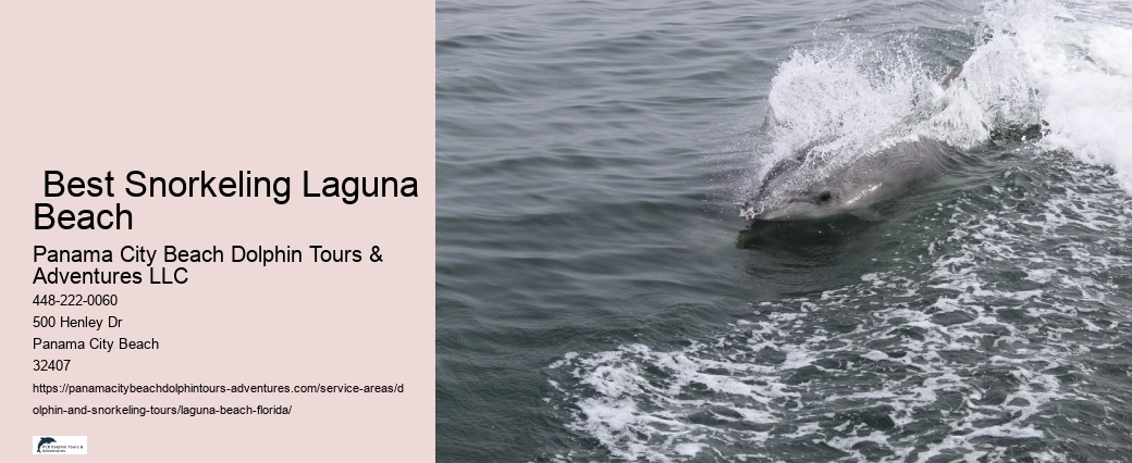 Sunset Dolphin Tours Near Me