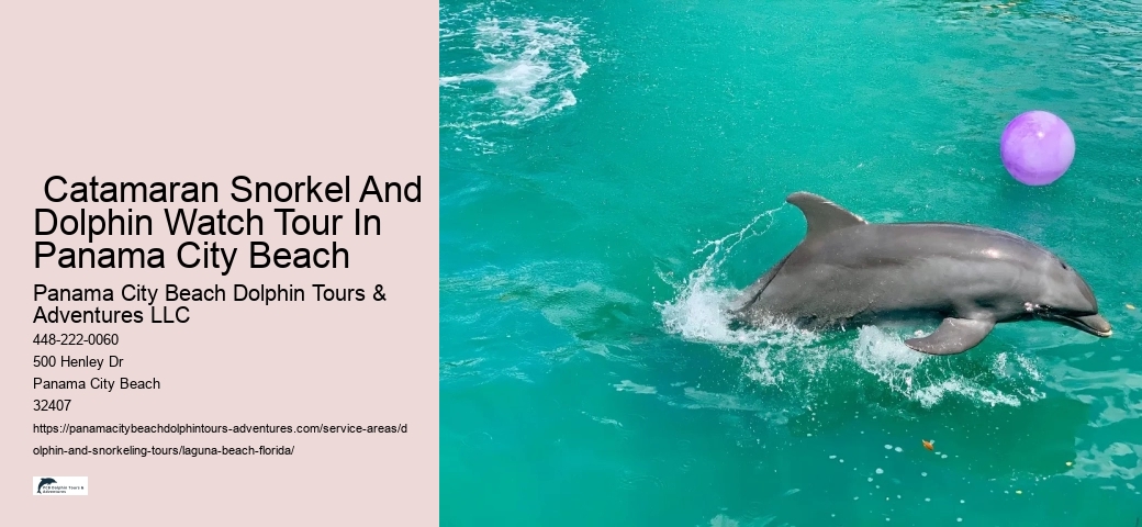 Beach Dolphin