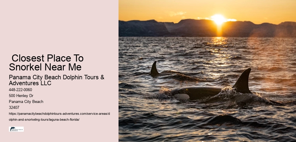 How Much Does It Cost To Swim With Dolphins