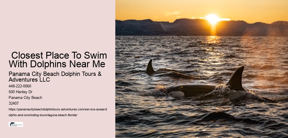 What should I wear to swim with dolphins