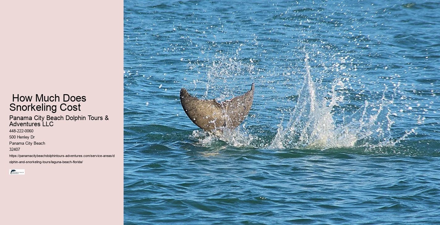 Dolphin Seeing Near Me