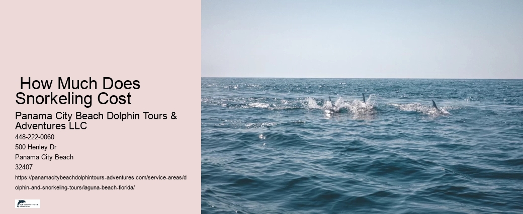Dolphin Tours Nearby