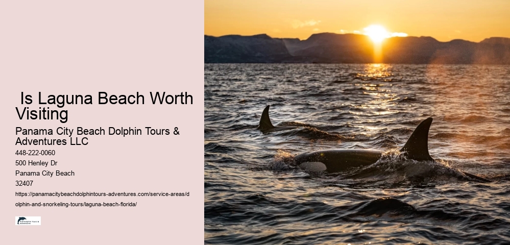 Dolphin Cruises