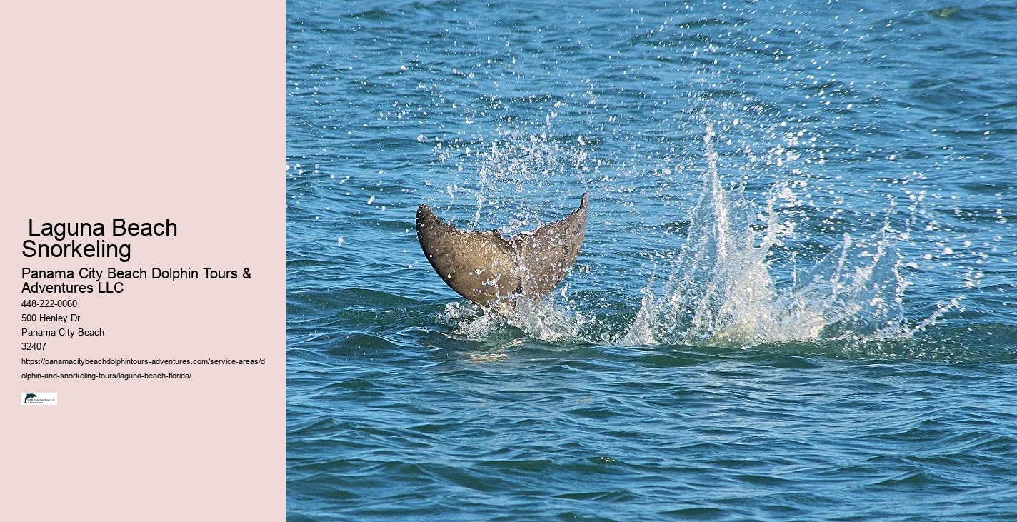 Panama City Beach Dolphin And Snorkeling Adventures