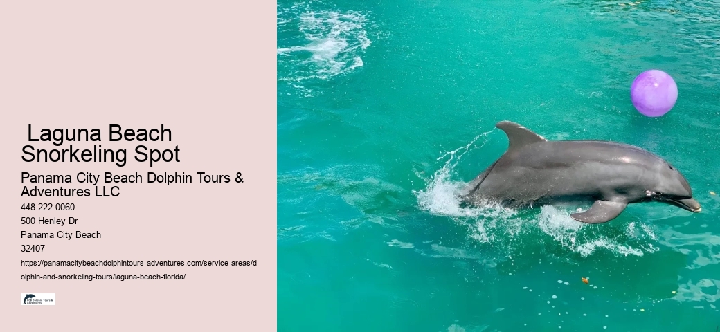 What time of year are dolphins in Florida