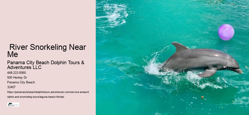 Dolphin Boat Trips Near Me