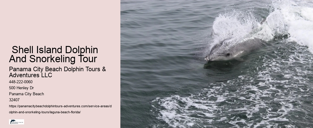 Laguna Beach Dolphin Tours