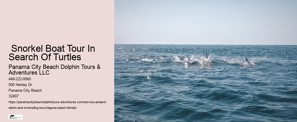 Dolphin And Snorkeling Tours Panama City Beach