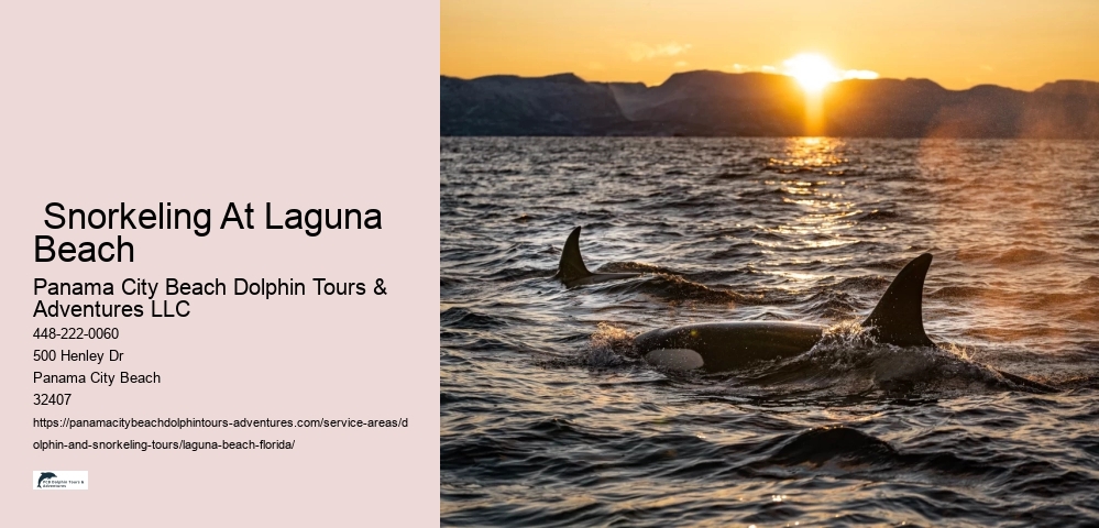 Can participants expect to see dolphins on every tour in Laguna Beach