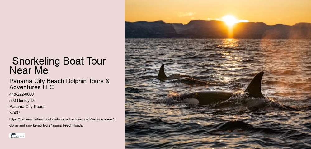 Dolphin Cruise