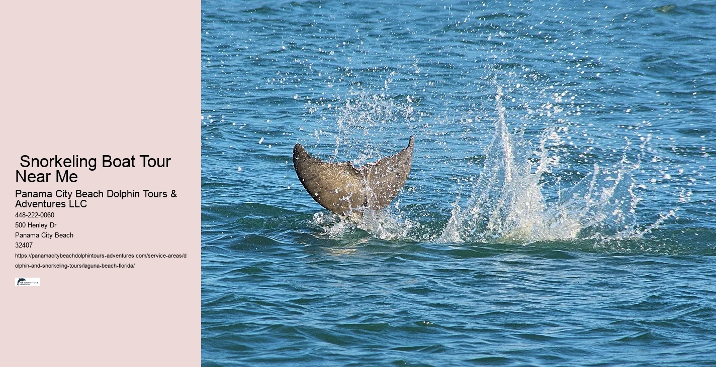 Snorkeling With Dolphins Florida