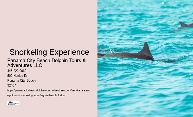 Dolphin Snorkeling Near Me