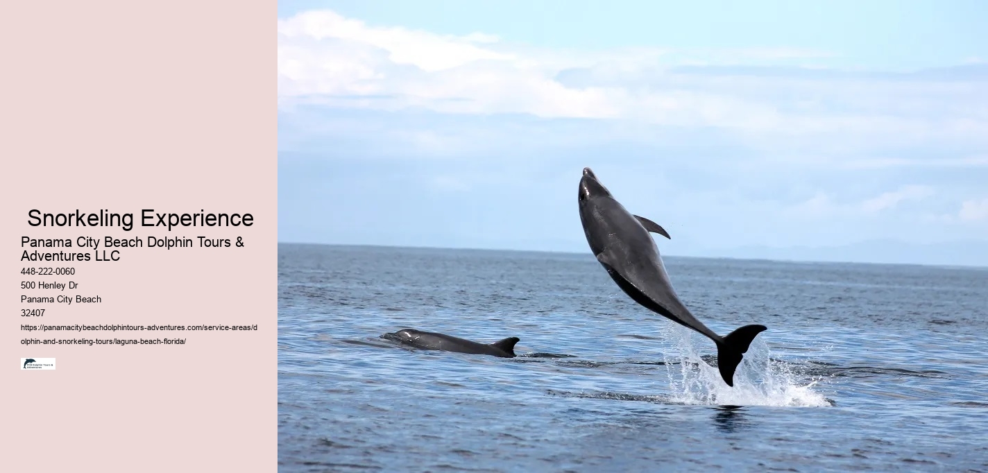 Snorkel And Dolphin Adventure